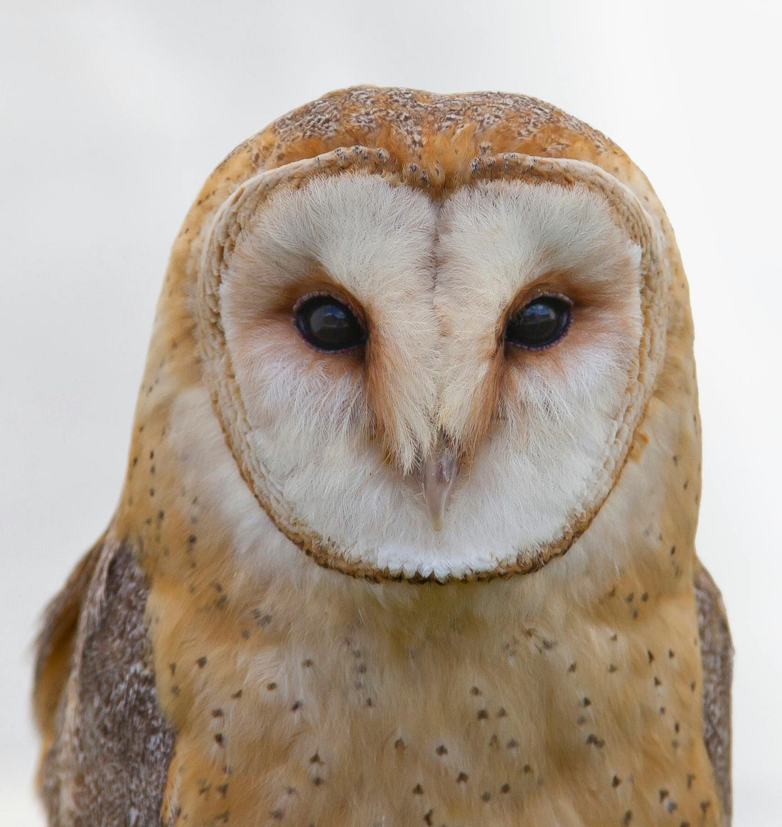 Why an Owl? The Story Behind the Bad Owl Tool Logo
