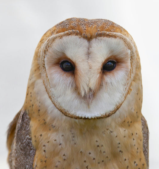 Why an Owl? The Story Behind the Bad Owl Tool Logo
